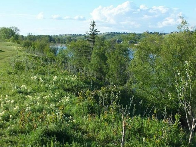 Astragalus australis