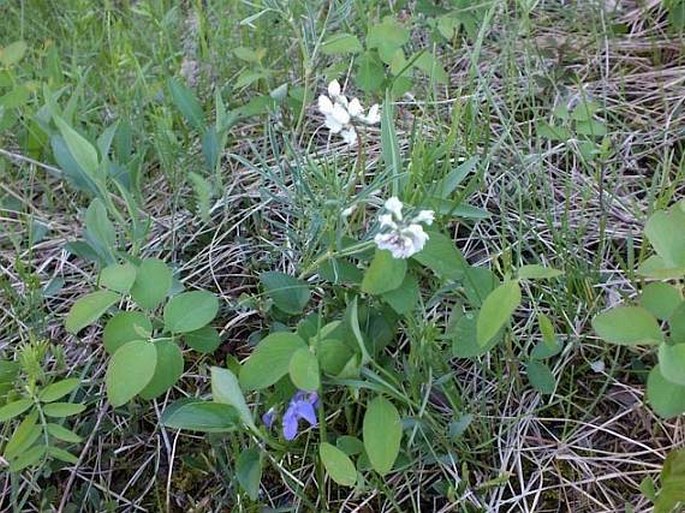 Astragalus australis