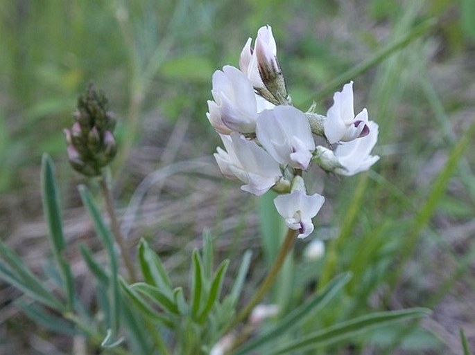 Astragalus australis