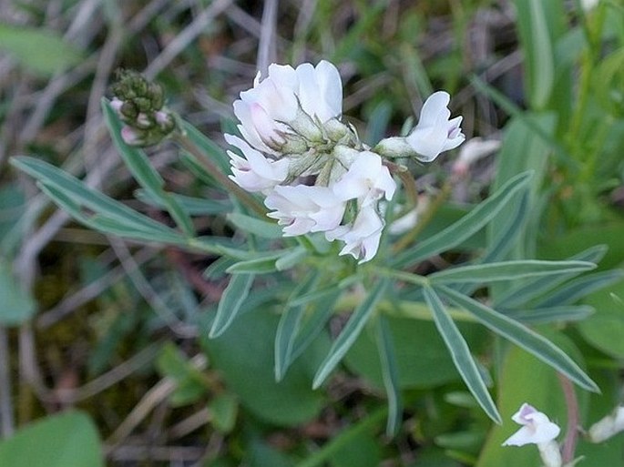 Astragalus australis