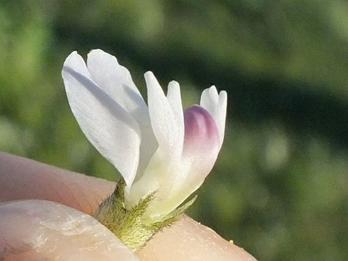 Astragalus australis