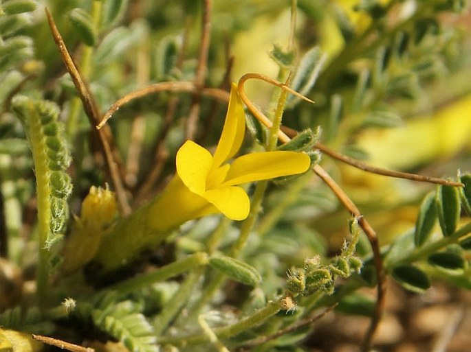 Astragalus rhizanthus