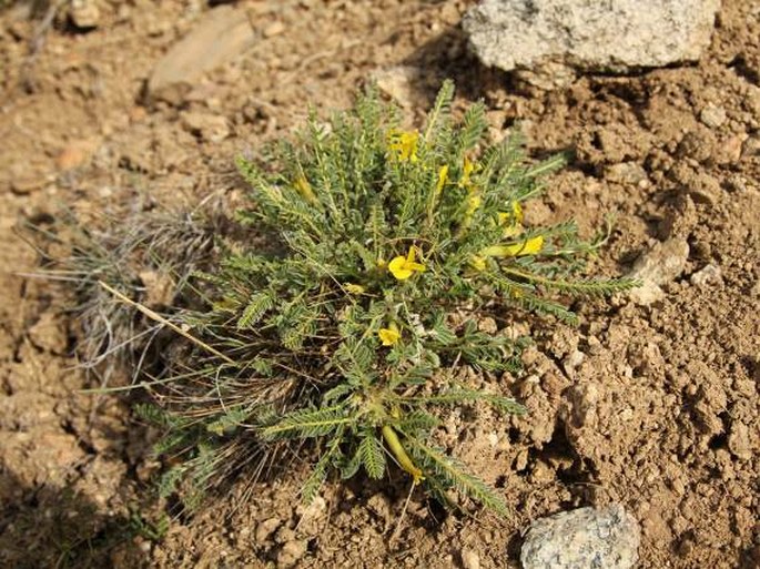 Astragalus rhizanthus