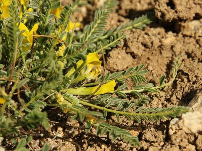 Astragalus rhizanthus