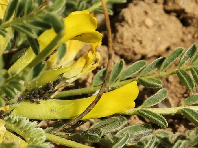 Astragalus rhizanthus