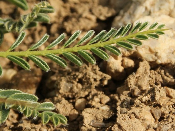 Astragalus rhizanthus