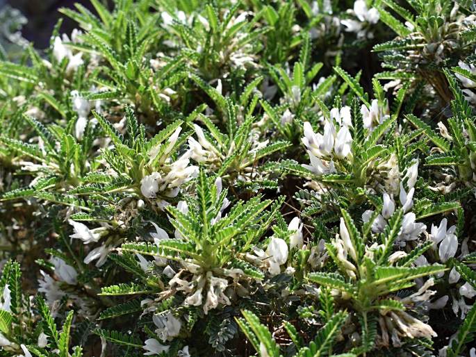 Astragalus tragacantha