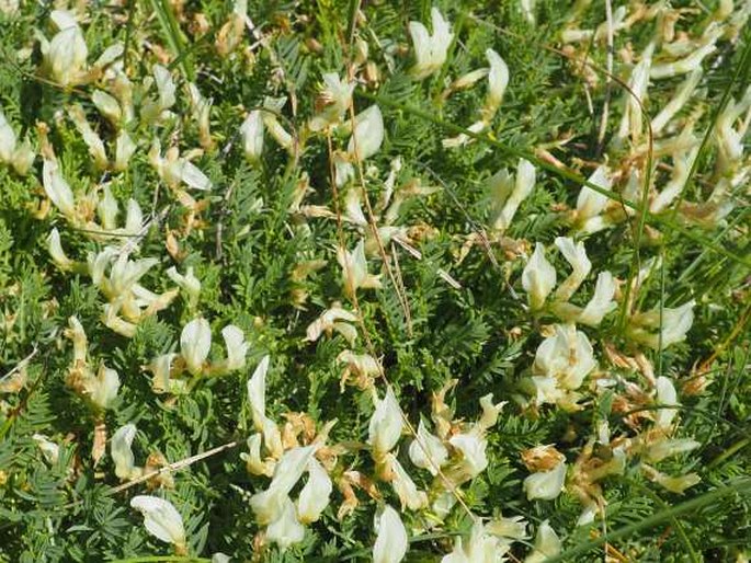 ASTRAGALUS ANGUSTIFOLIUS Lam. - kozinec