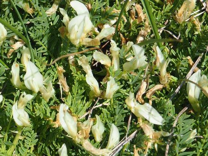 Astragalus angustifolius