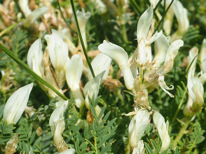 Astragalus angustifolius