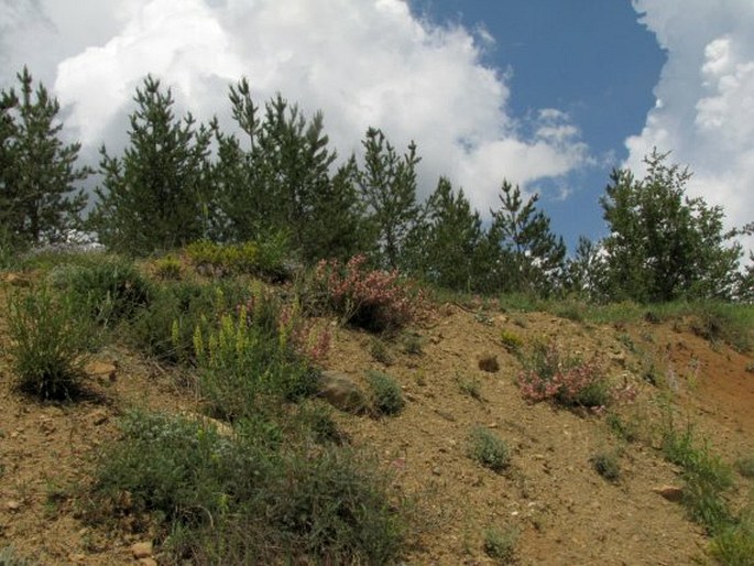 Astragalus anthylloides