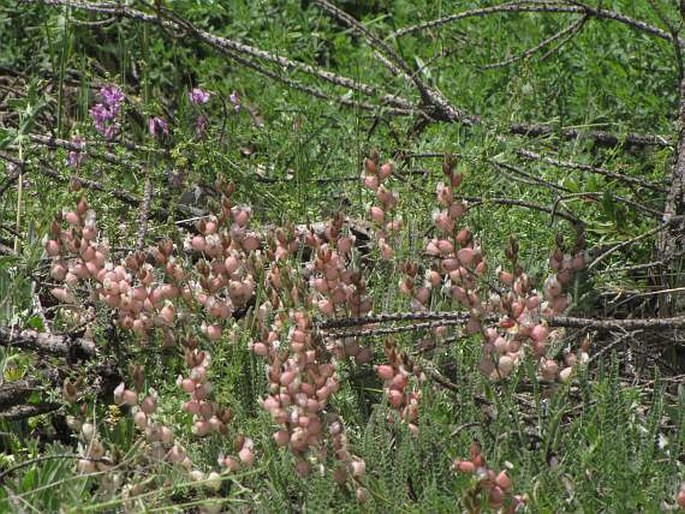 Astragalus anthylloides