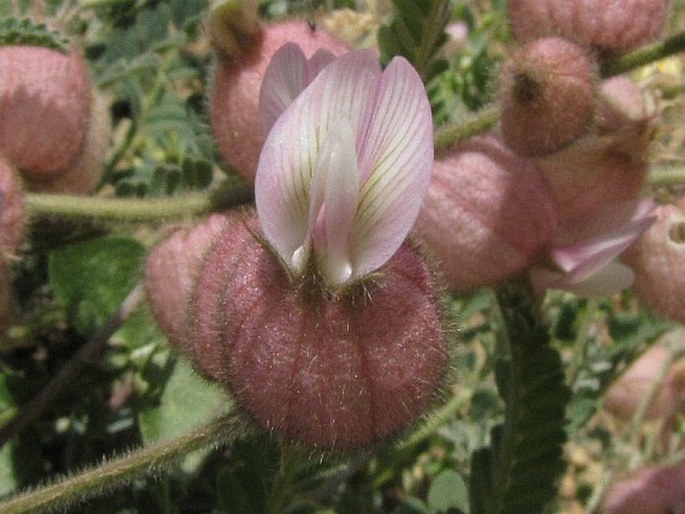 Astragalus anthylloides