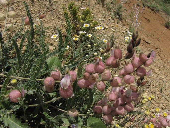 Astragalus anthylloides