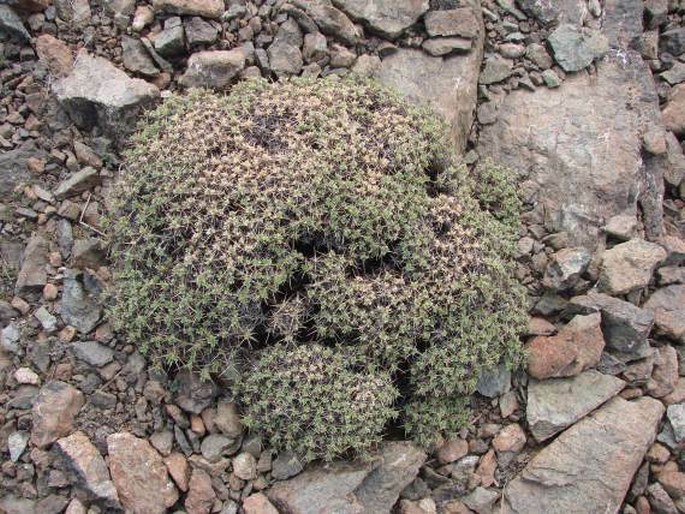 Astragalus echinus var. chionistrae