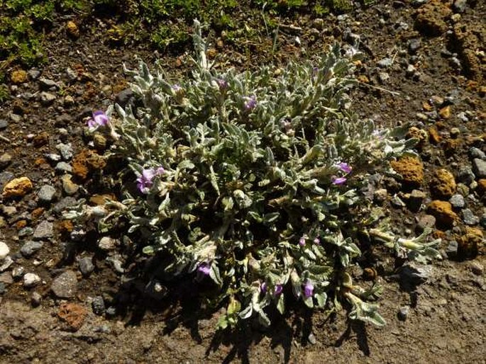 Astragalus geminiflorus