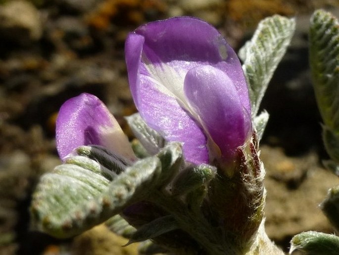 Astragalus geminiflorus