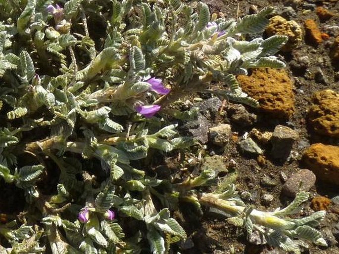 Astragalus geminiflorus