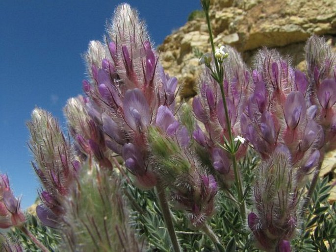 Astragalus hirticalyx