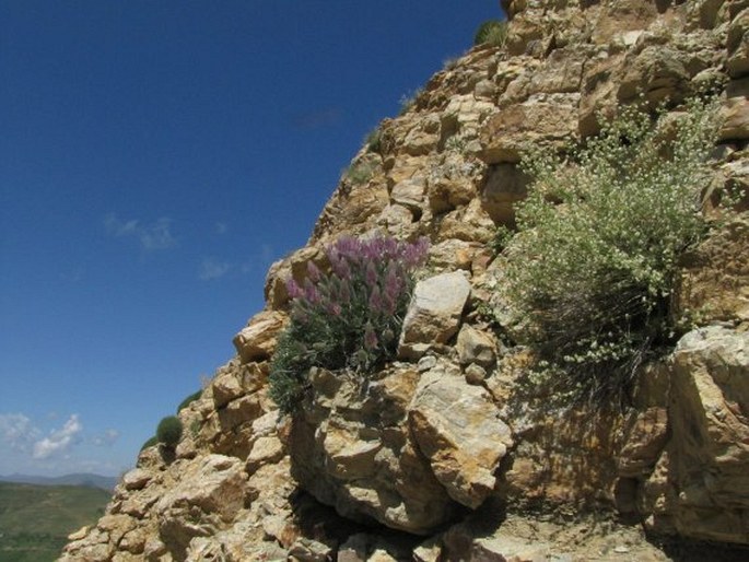 Astragalus hirticalyx