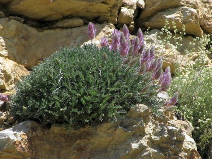 Astragalus hirticalyx