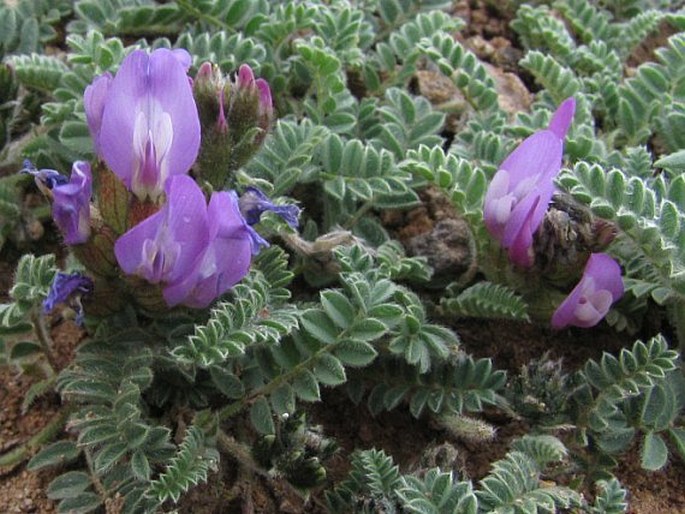 Astragalus lineatus