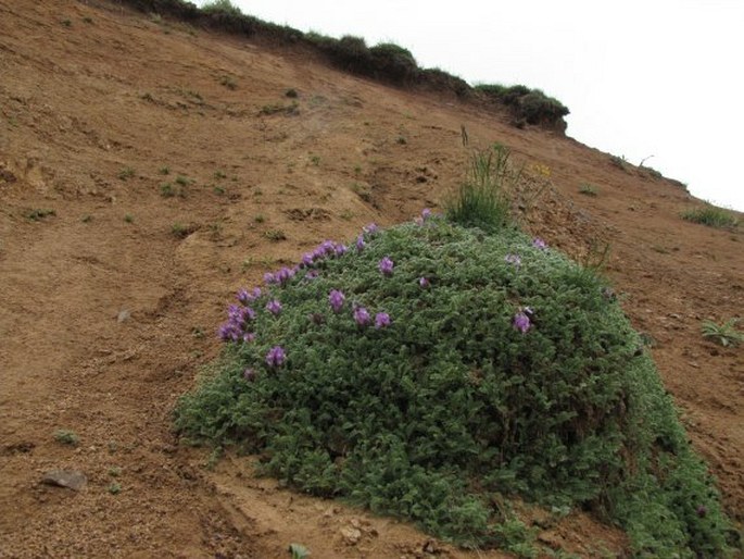 Astragalus lineatus