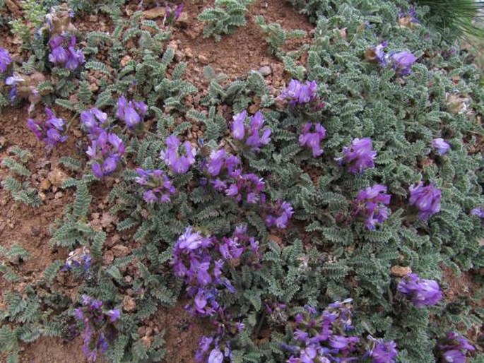 Astragalus lineatus