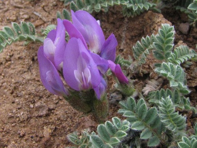 Astragalus lineatus