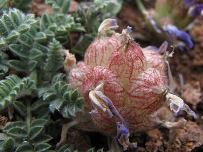 Astragalus lineatus