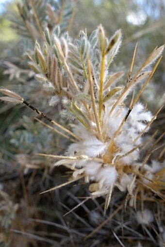 Astragalus nebrodensis