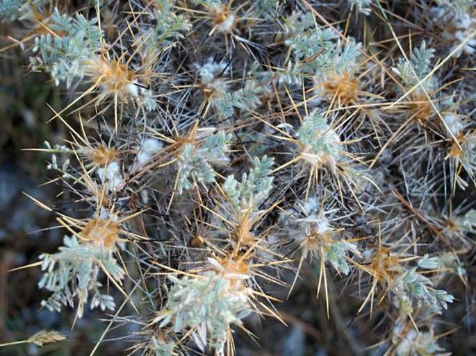 Astragalus nebrodensis