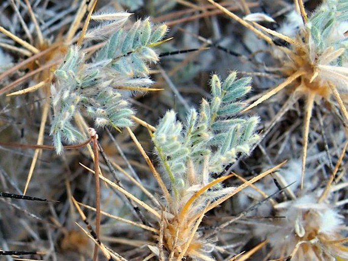 Astragalus nebrodensis