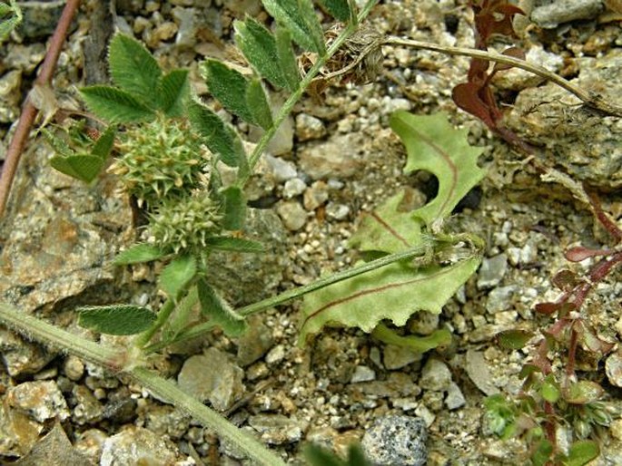 Astragalus pelecinus