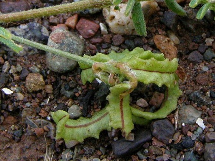 Astragalus pelecinus