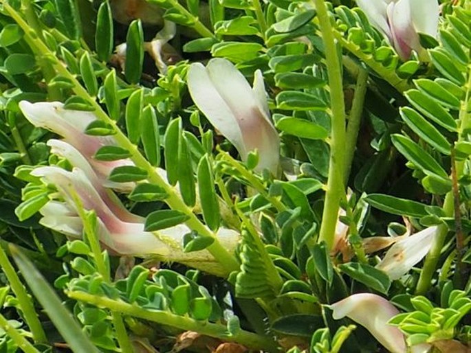 Astragalus greuteri