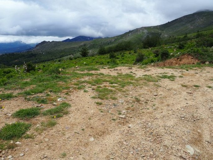 Astragalus greuteri