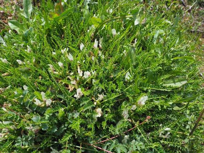 Astragalus greuteri