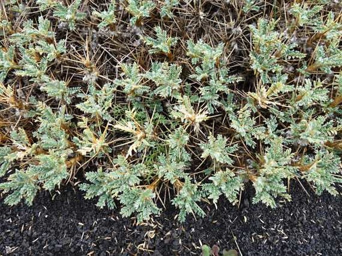 Astragalus siculus