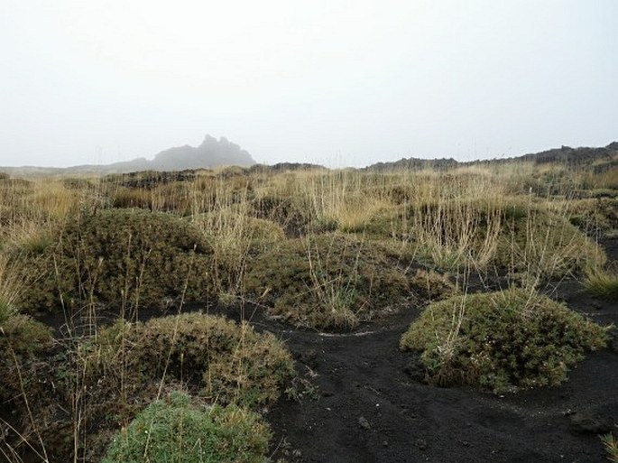 Astragalus siculus