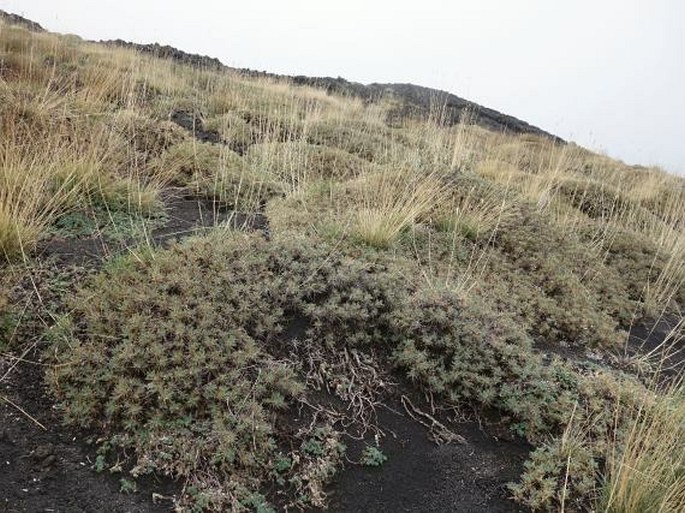 Astragalus siculus