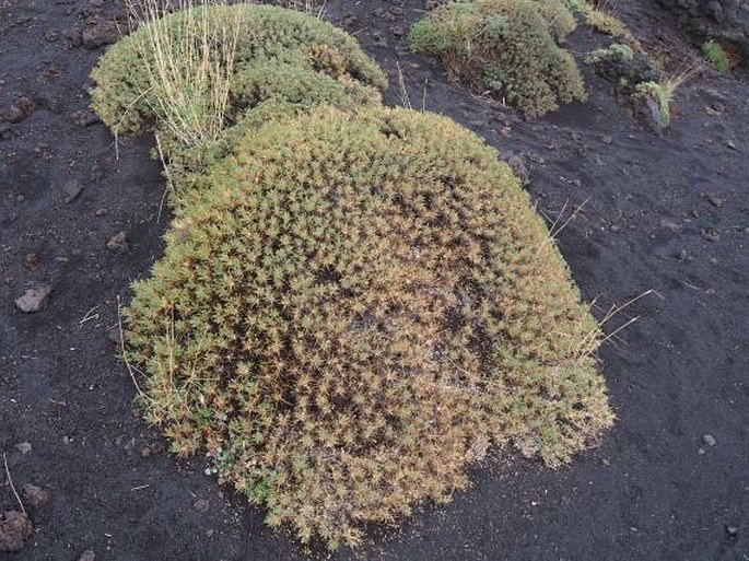 Astragalus siculus