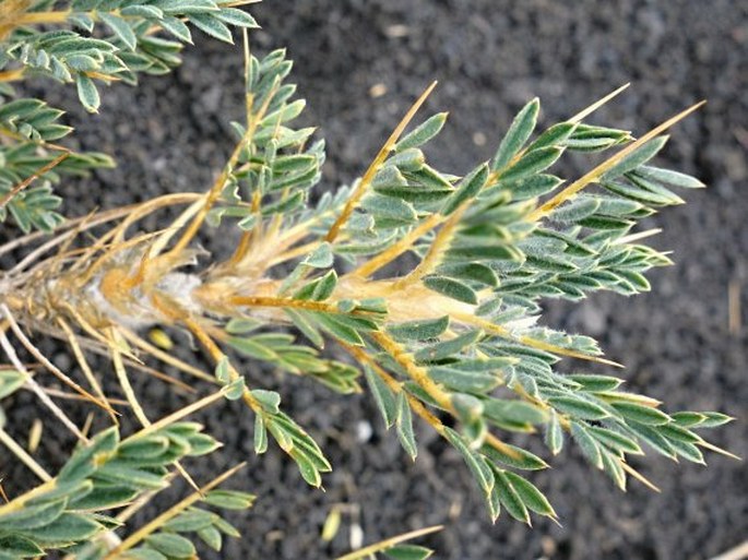 Astragalus siculus