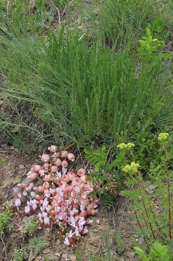 Astragalus halicacabus