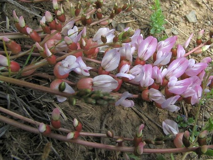 Astragalus halicacabus