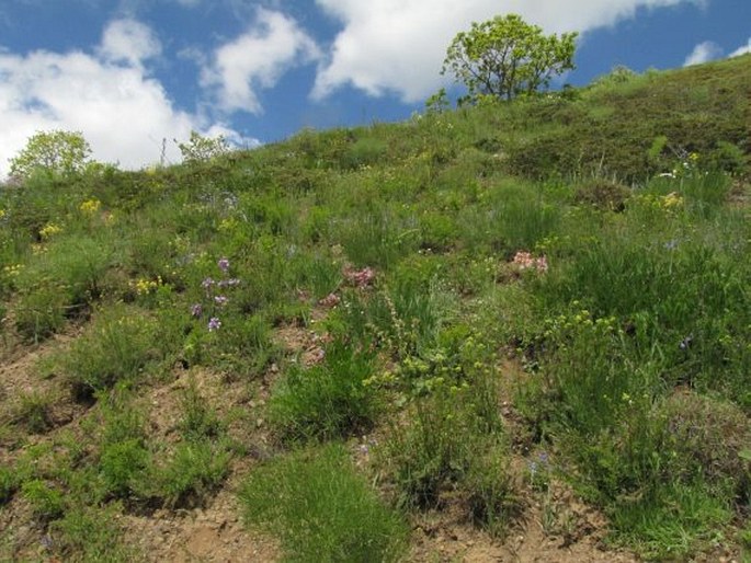 Astragalus halicacabus