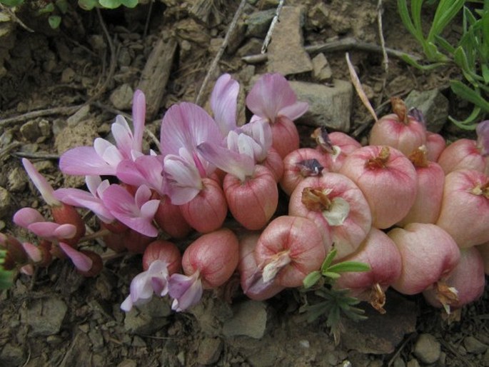 Astragalus halicacabus