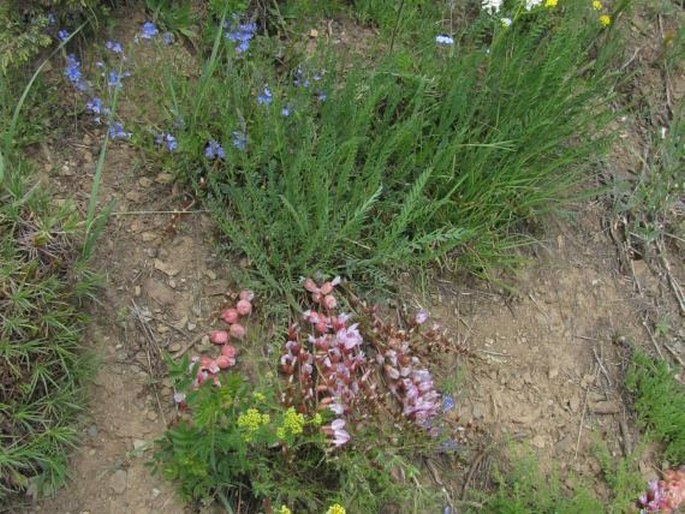 Astragalus halicacabus