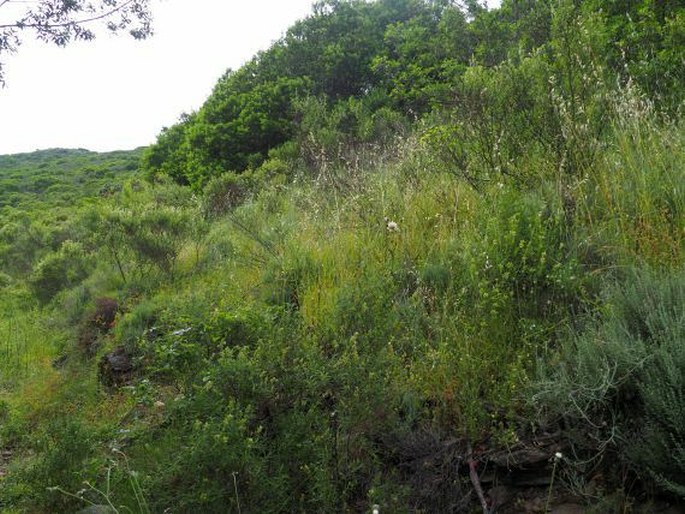 Astragalus hamosus