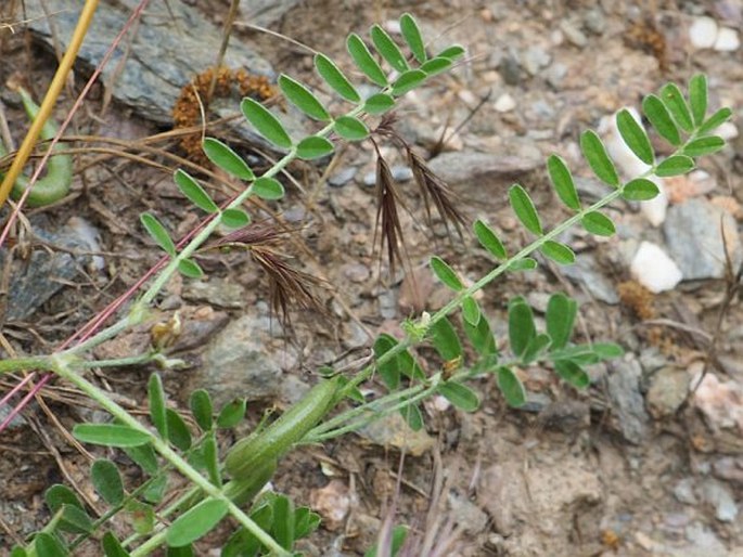 Astragalus hamosus